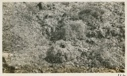 Image of Nest of Lemming